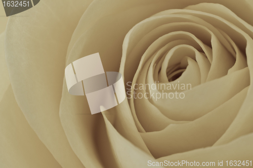 Image of white rose macro