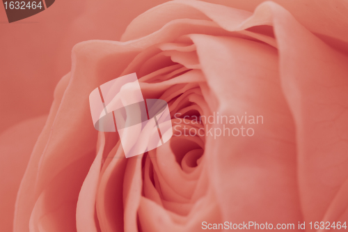 Image of pink rose macro