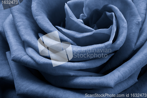 Image of blue rose