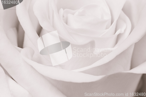 Image of white rose close up