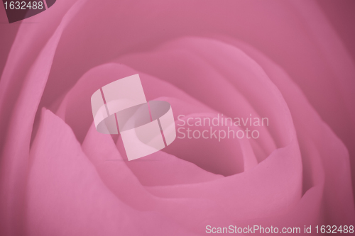 Image of pink rose macro