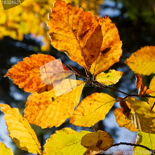 Image of autumn foliage