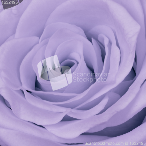 Image of violet rose close up