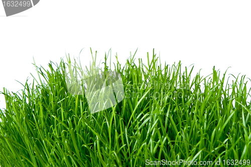 Image of green grass