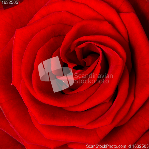 Image of red rose