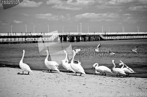 Image of birds at pier