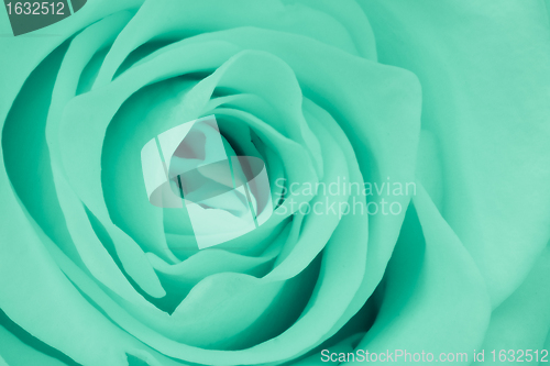 Image of green rose close up