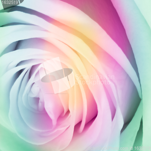 Image of multicolor rose