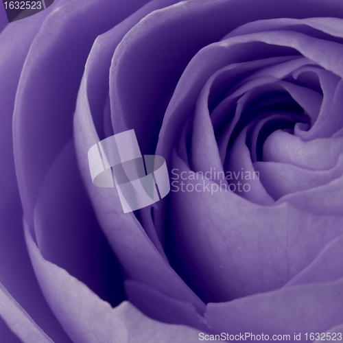 Image of violet rose macro