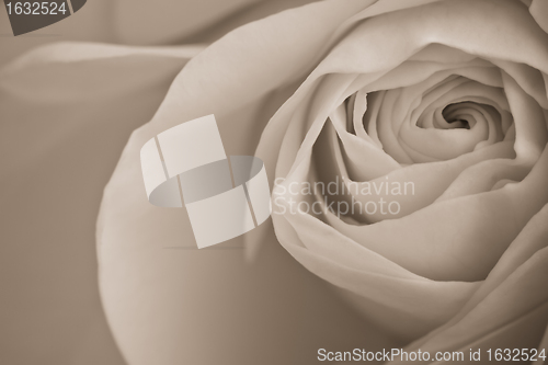 Image of white rose macro