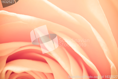 Image of orange rose macro