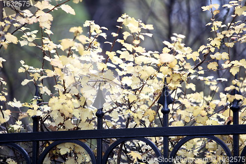 Image of Autumn