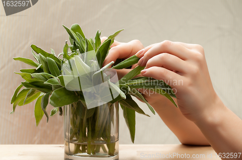 Image of Fresh sage leaves