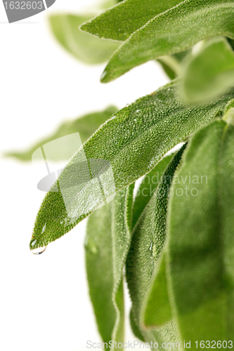Image of Fresh sage leaves