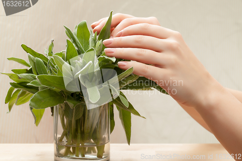 Image of Fresh sage leaves