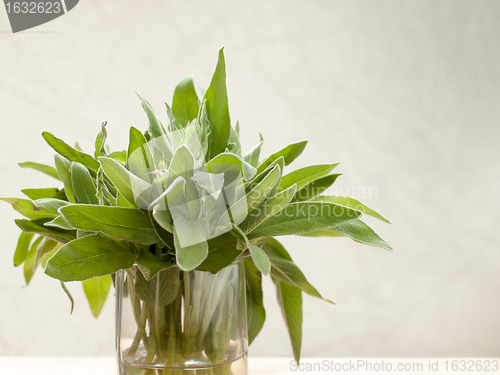 Image of Fresh sage leaves