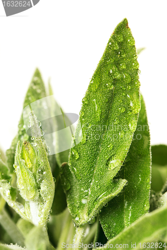 Image of Fresh sage leaves