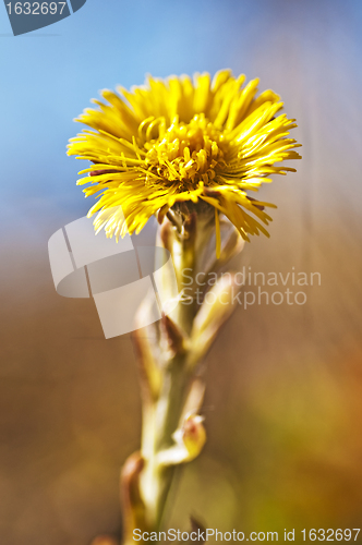 Image of coughwort