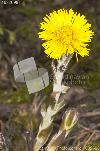 Image of coughwort