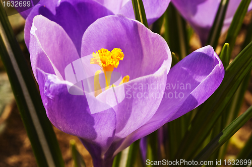 Image of crocus