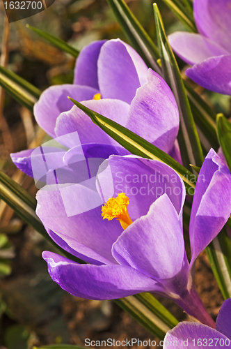 Image of crocus