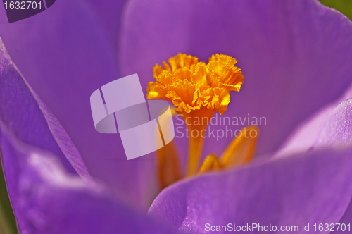 Image of crocus