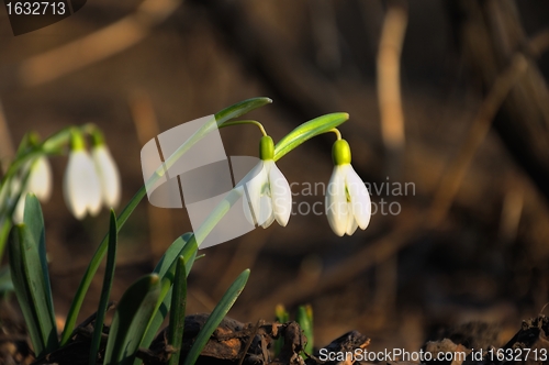 Image of snowdrops