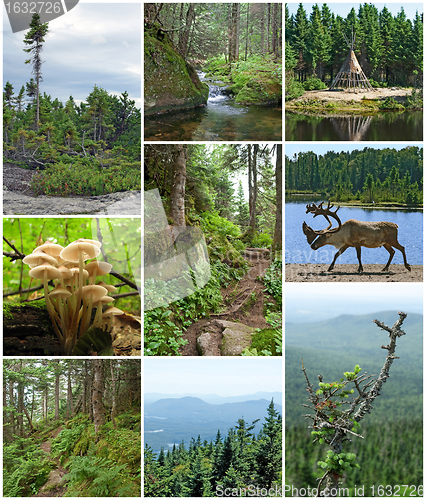 Image of Summer beauty of Canadian forests