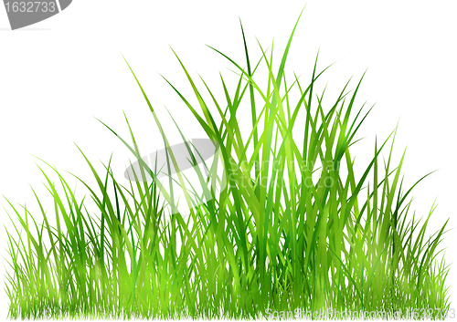 Image of grass in sunlight