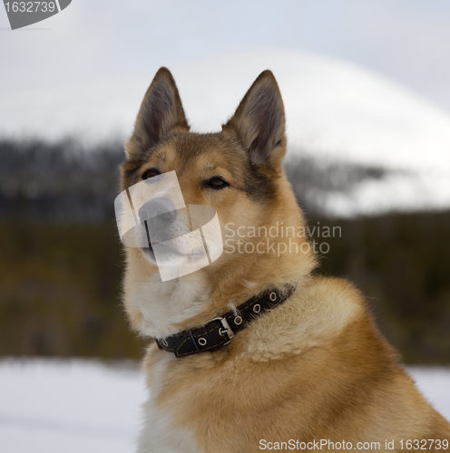 Image of Portrait of a red-haired hunting dog