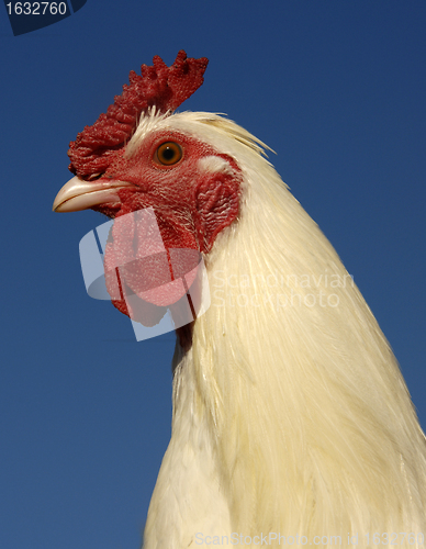 Image of white rooster