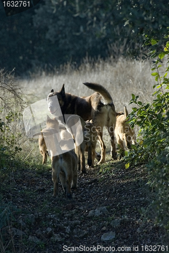 Image of family of dogs