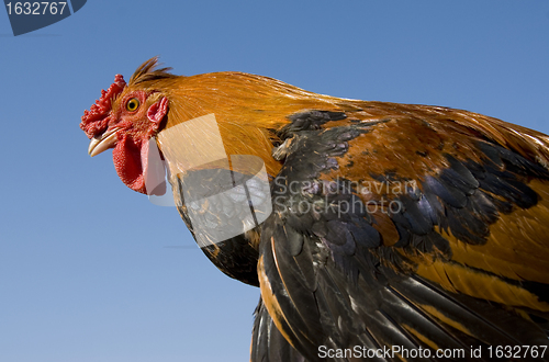 Image of colorful rooster