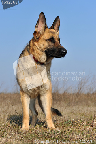 Image of german shepherd