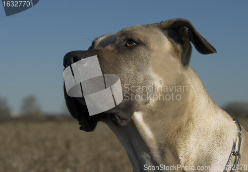 Image of dogo canario