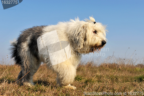 Image of Old English Sheepdog