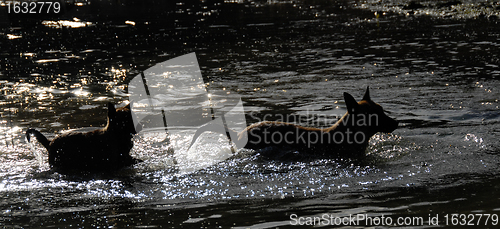 Image of dogs in water