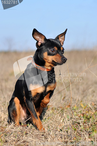 Image of miniature pinscher