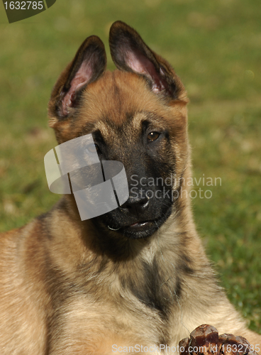 Image of puppy belgian shepherd