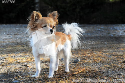 Image of chihuahua