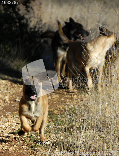 Image of running puppy malinois