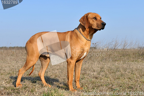 Image of rhodesian ridgeback