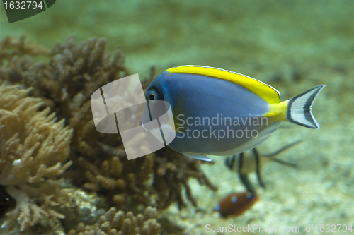 Image of acanthurus leucosternon