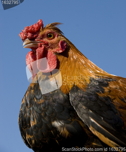 Image of colorful chicken