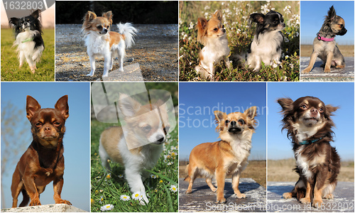 Image of chihuahuas