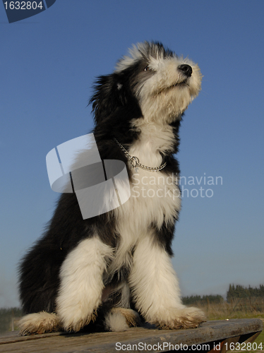 Image of puppy berdead collie