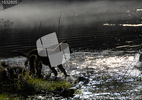 Image of puppy in water