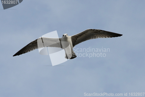 Image of flying seagull