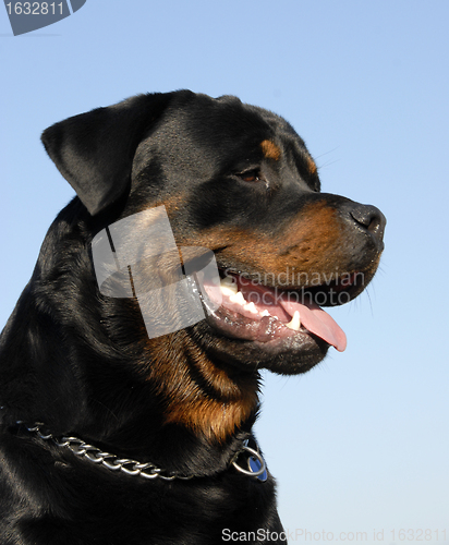 Image of rottweiler