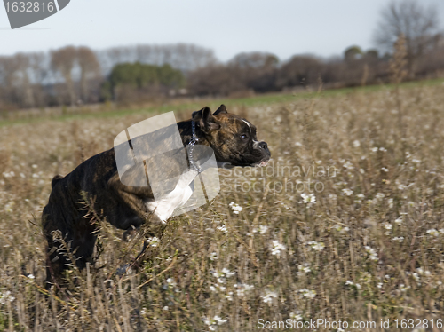 Image of running  boxer